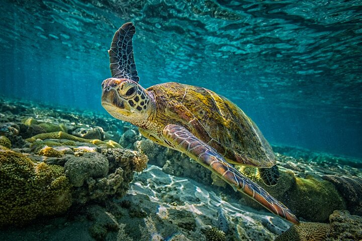 One Week Turtle Rescue Volunteer Work - Photo 1 of 5